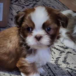 Blaze - Sable and white male Shih Tzu puppy in Wolcottville, Indiana from Ducky's Doodles