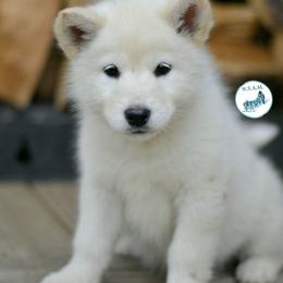Yennefer - White female Alaskan Malamute puppy in Kingston, Tennessee from North Shore Alaskan Malamutes