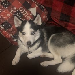 buffalo - Pomsky