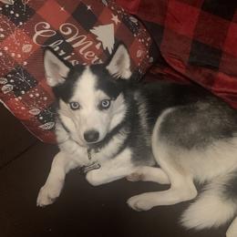 buffalo - Pomsky