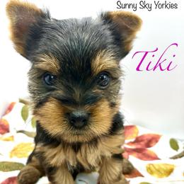 Tiki - Black and tan female Yorkshire Terrier puppy in Owatonna, Minnesota from Sunny Sky Yorkies