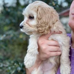 Bella Bay - Cream female Cockapoo puppy in Tallahassee, Florida from Panhandle Pups