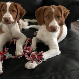 Brittany Puppies from Lakeview Brittanys