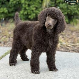 Slinky - Brown female Poodle puppy in Spring Hills, Florida from The Olympus Standard Poodle