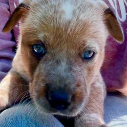 Girl 3 - Red speckled female Australian Cattle Dog puppy in Morton, Mississippi from Heart K Kennels