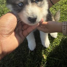Bagel - Gray and white male Siberian Husky puppy in Perris, California from Orange Family Huskies