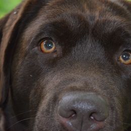 T'Lar - Labrador Retriever