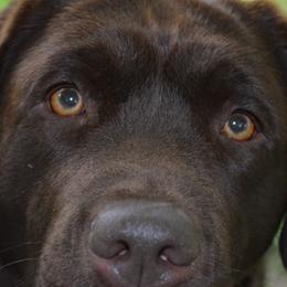 T'Lar - Labrador Retriever