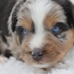 Percy (Brookie) - Blue merle Miniature Australian Shepherd puppy in Ocala, Florida from Silver River Mini Aussies