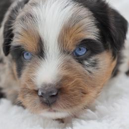 Percy (Brookie) - Blue merle Miniature Australian Shepherd puppy in Ocala, Florida from Silver River Mini Aussies