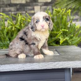 Anne - Merle female Double Doodle puppy in Millersburg, Ohio from T Sanctum
