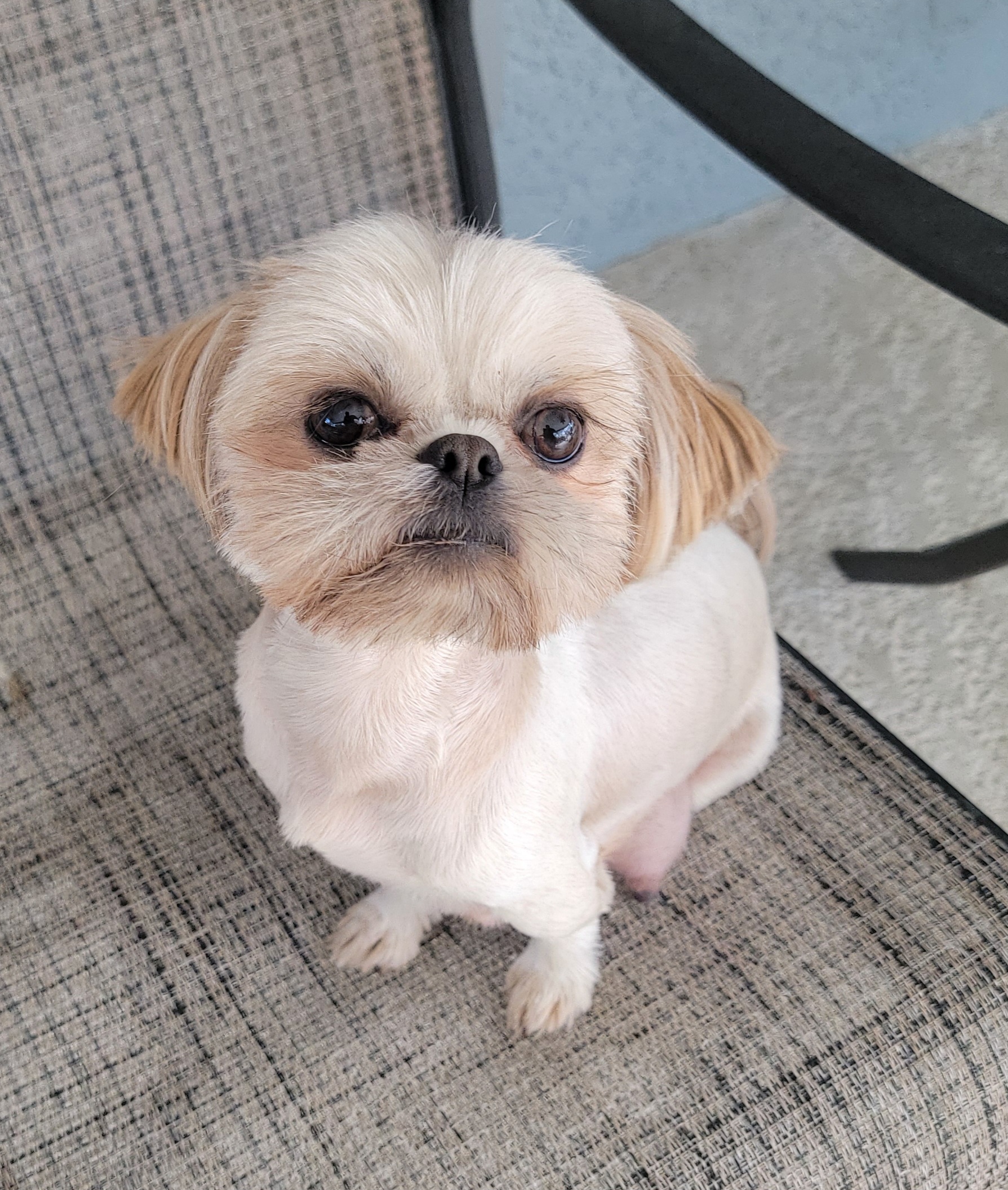 Asena - Shih Tzu