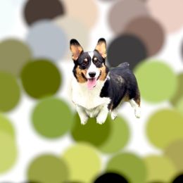 Ellie Mae - Black and tan female Pembroke Welsh Corgi puppy in Hale, Michigan from All Hale Corgis