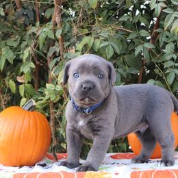 Blue collar male - Gray male Cane Corso puppy in Caliente, California from Rafter Cross 7