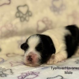 Male 2 - Black and white male Havanese puppy in Lovingston, Virginia from Tye River Havanese