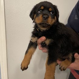 Rottweiler Puppies from Vom Allegiance Haus