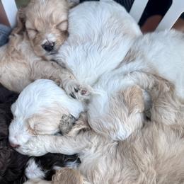 Cockapoos from Panhandle Pups