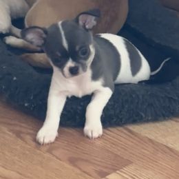 Chihuahua and Italian Greyhound Puppies from GioVel Chihuahua and Italian greyhounds