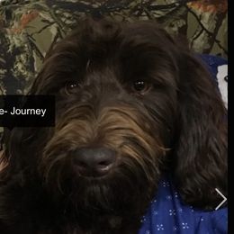 Journey - Labradoodle