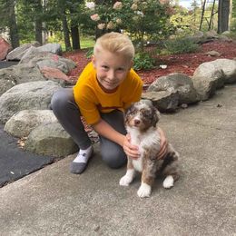 Aussiedoodle and Poodle Puppies from Superior AussieDoodles