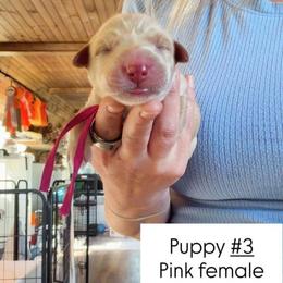 Pink Collar - Yellow female Labrador Retriever puppy in Sumerduck, Virginia from Cedar Mountain Retrievers