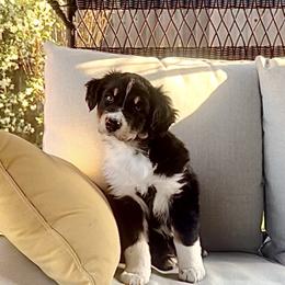 Lance - Black tri-color male Australian Shepherd puppy in Cypress, Texas from Cypress Aussies