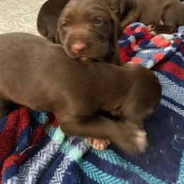 German Shorthaired Pointer Puppies from Mercedes Belli's German Shorthaired Pointers