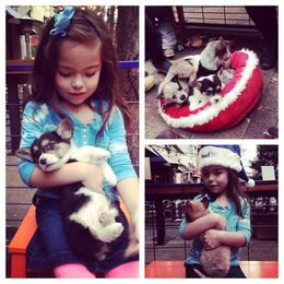 Australian Cattle Dog and Pembroke Welsh Corgi Puppies from Heelers in Texas