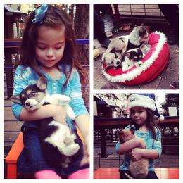 Australian Cattle Dog and Pembroke Welsh Corgi Puppies from Heelers in Texas