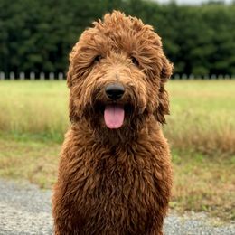 Goldendoodles and Poodles from The Kennel at Fox Fields