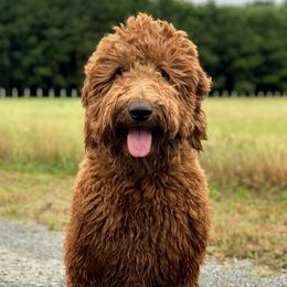 Goldendoodles and Poodles from The Kennel at Fox Fields