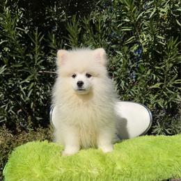 Mbappe - Cream male Pomeranian puppy in Los Angeles, Santa Clarita, California from LT_Poms
