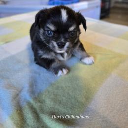 Diego - Blue and tan male Chihuahua puppy in Tulsa, Oklahoma from Hart's Chihuahuas