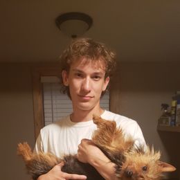 Australian Terrier and Cairn Terrier All Grown Up from Cedar Forrest Terriers LLC (Cairns & Australian Terriers)