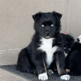 Yellow collar - Black tri-color Australian Shepherd puppy in Ogden, Utah from Rafter H Aussies