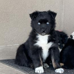 Yellow collar - Black tri-color Australian Shepherd puppy in Ogden, Utah from Rafter H Aussies