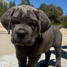 Grey female solid chest no markings yellow collar. - Gray female Cane Corso puppy in Cherry Valley, California from Liberty Corsos