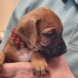 Girl 7 - female Rhodesian Ridgeback puppy in Chino Valley, Arizona from Courage Rhodesian Ridgebacks