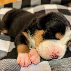 Greater Swiss Mountain Dog Puppies from Greater Swiss of Whitetail Acres