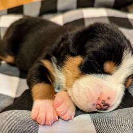 Greater Swiss Mountain Dog Puppies from Greater Swiss of Whitetail Acres