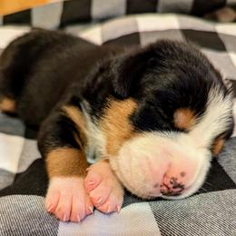 Greater Swiss Mountain Dog Puppies from Greater Swiss of Whitetail Acres