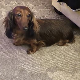 Zenyatta  - Dachshund