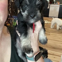 Miniature Schnauzer Puppies from Miles Family Schnauzers