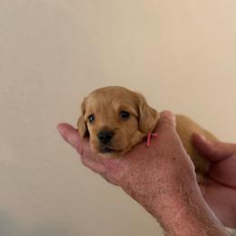 Fae - Red female Dachshund puppy in Florida from Best Shepherds