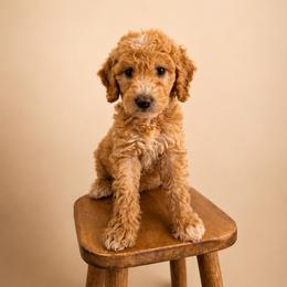 Pink Color Girl - Apricot female Goldendoodle puppy in Loma Rica, California from BloomingPuppies