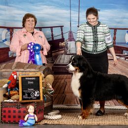 Bernese Mountain Dog All Grown Up from Carma Que’s Bernese Mountain Dogs