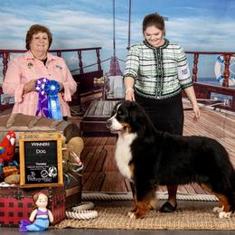 Bernese Mountain Dog All Grown Up from Carma Que’s Bernese Mountain Dogs
