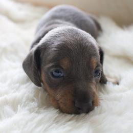 Tom - Blue and tan male Dachshund puppy in Morrow, Ohio from Courtney’s Colorful Doxies