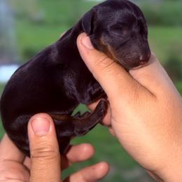 Jane - Black and tan female Dachshund puppy in Conway, Missouri from Ozark Mountain Kennel