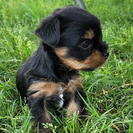 Miniature Schnauzers and Yorkshire Terriers from Utterly Precious Puppies